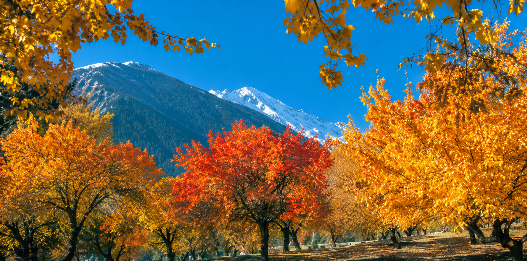 Golden autumn trees in Hunza Valley with snow-capped Karakoram mountains in Gilgit-Baltistan, Pakistan.